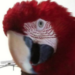 Ricky, the green-wing macaw.
